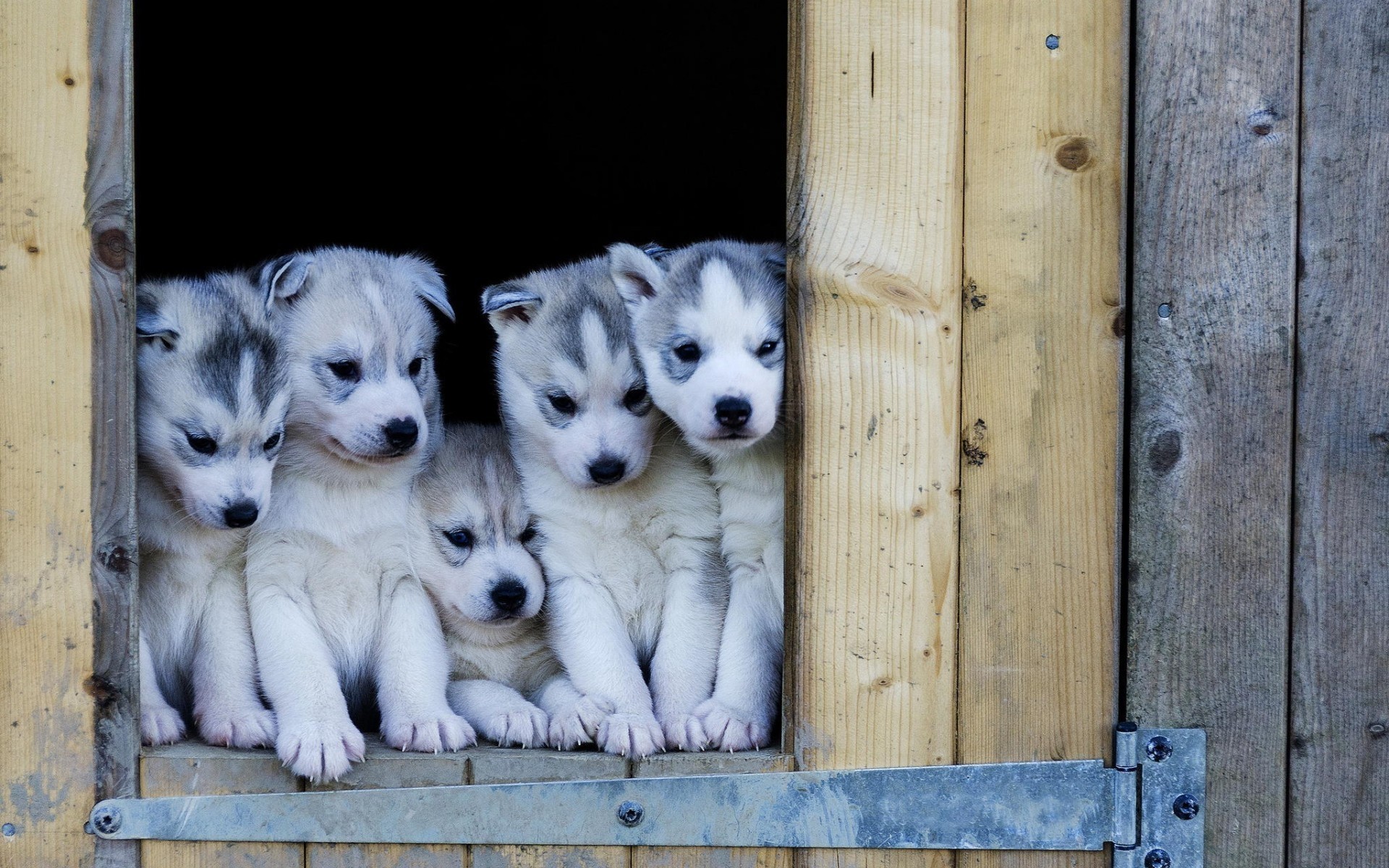 cão madeira de madeira filhote de cachorro husky filhotes de husky fofa deslumbrante