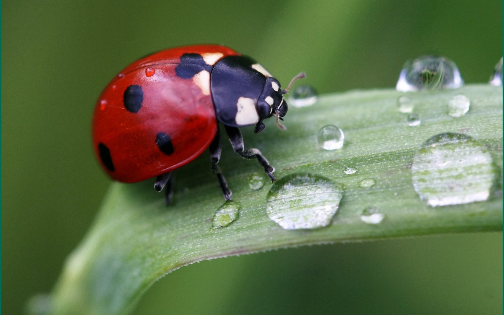 owady biedronka owad natura chrząszcz liść deszcz biologia lato rosa ogród małe małe na zewnątrz trawa flora biedronka fajne