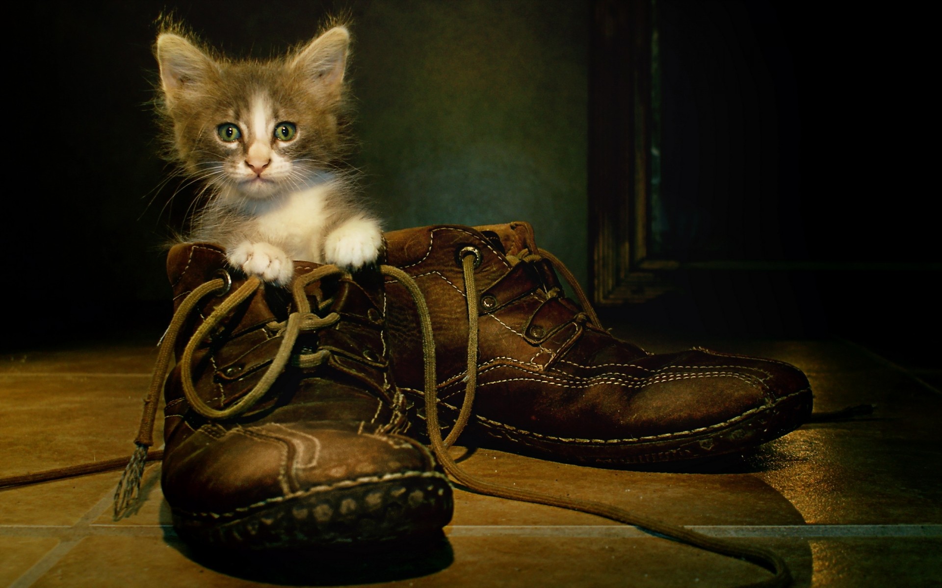 katzen schuhe füße katze tragen säugetier porträt kitty lustig cool