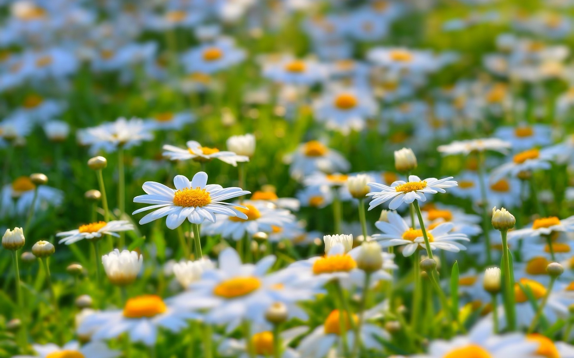 flowers nature summer chamomile flower flora fair weather hayfield field outdoors bright grass leaf sun growth garden color sunny blooming petal daisy cool gorgeous