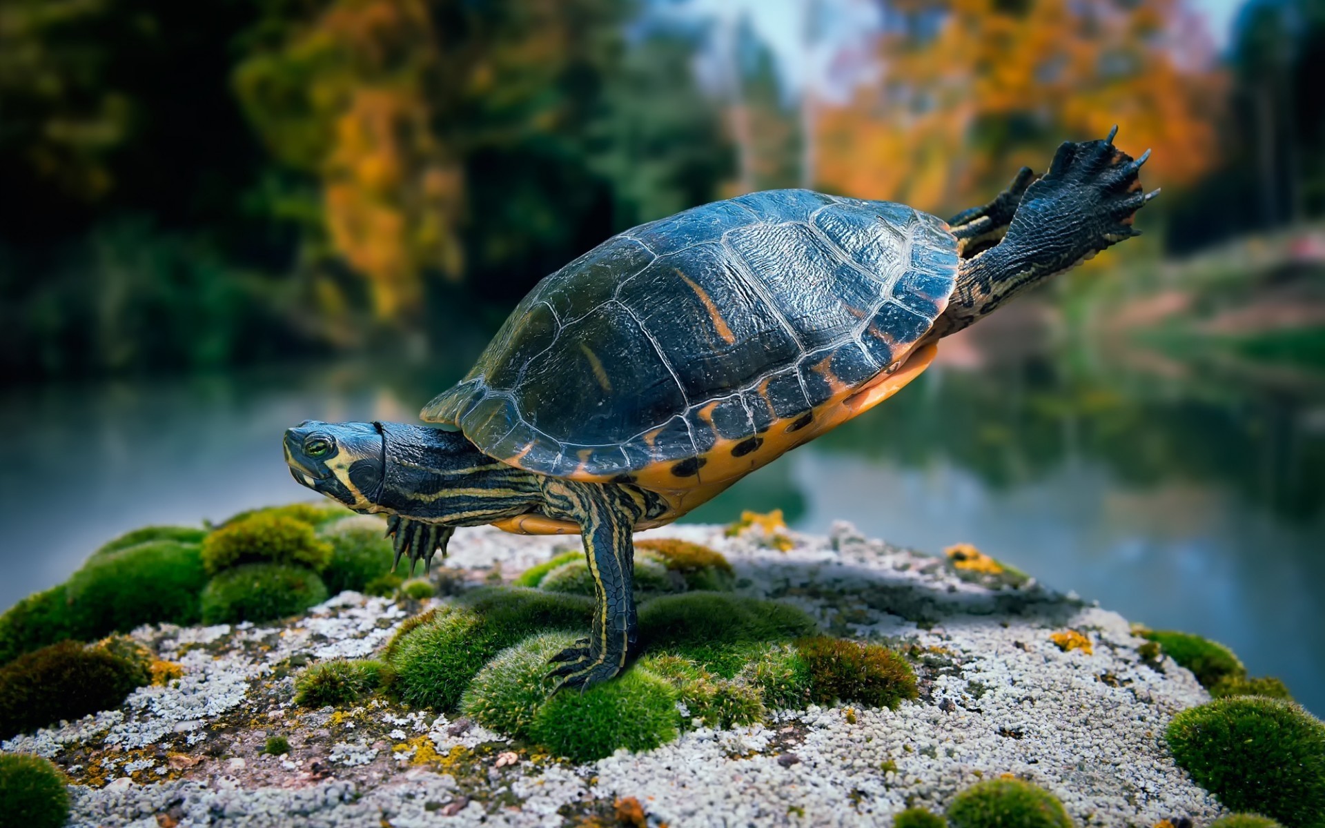 animaux tortue gazebo nature eau tortue la faune coquille piscine à l extérieur animal drôlement sensa magnifique