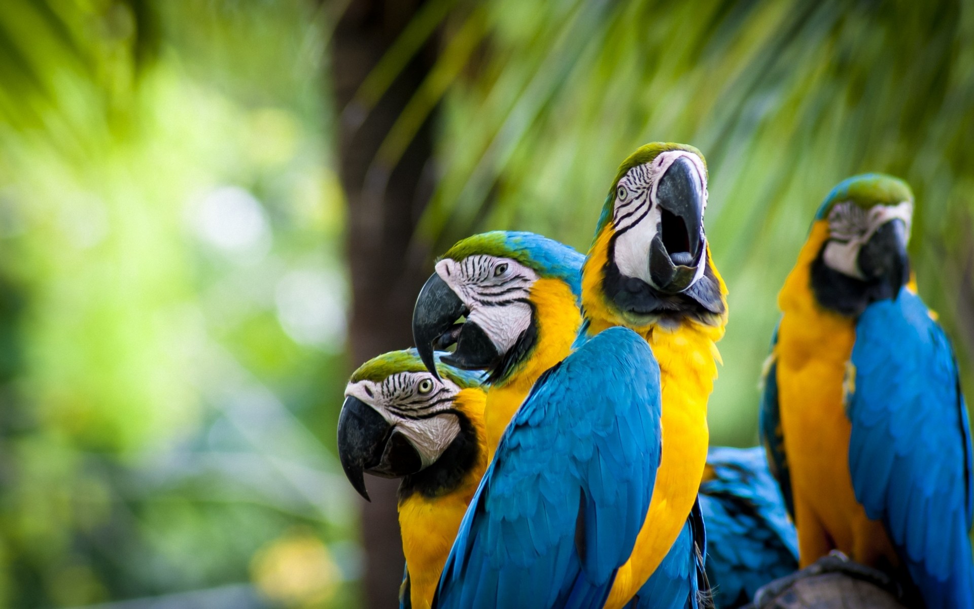 parrot macaw tropical bird wildlife zoo exotic nature feather beak animal wild bright parrots cool blue parrots