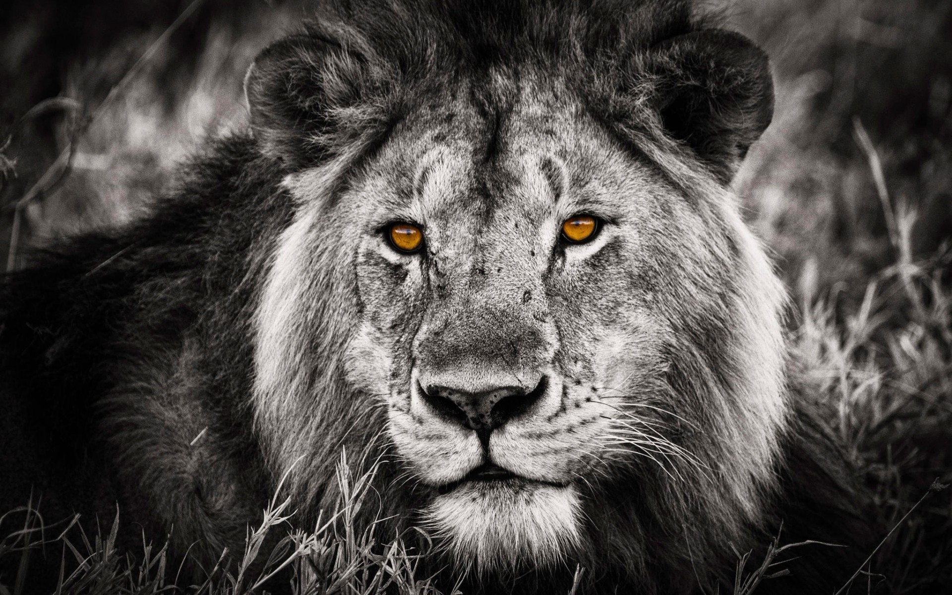  Black  and White  Lion  Portrait Phone wallpapers 