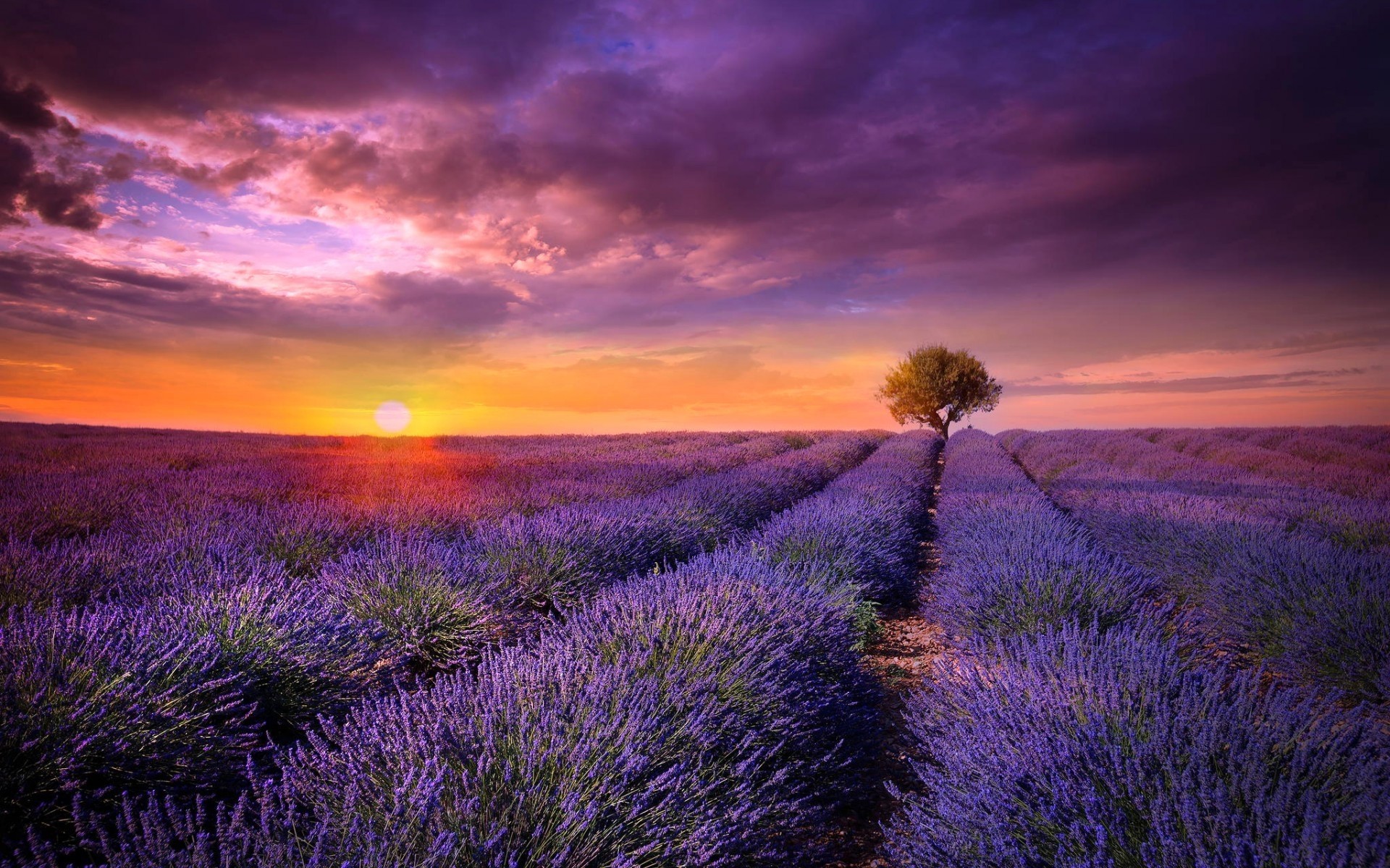 paysage lavande paysage fleur champ coucher de soleil campagne nature à l extérieur rural l agriculture scénique ciel aube ferme pays été soleil soir lever du soleil magnifique belle