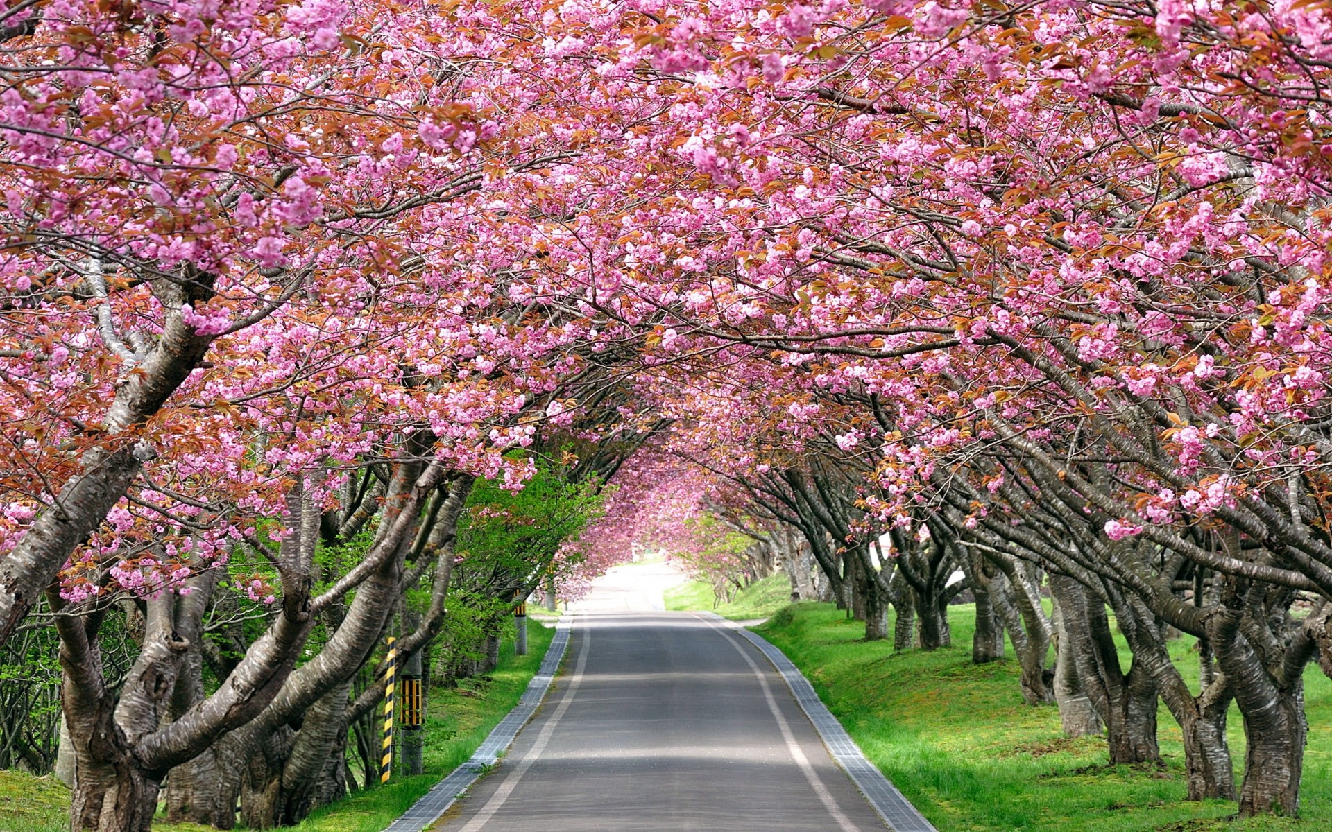 pflanzen baum zweig saison park natur blume landschaft blatt kirsche flora garten im freien holz frühling farbe wachstum umwelt landschaftlich landschaft kirschen straße