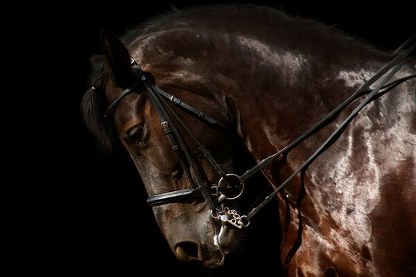 Photo of a brown harnessed horse