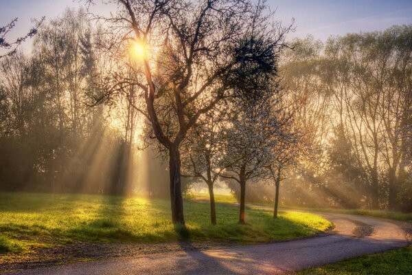 Morgensonne durch die Äste der Bäume