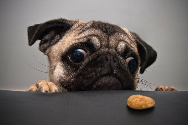 Cachorro quer comer nuggets