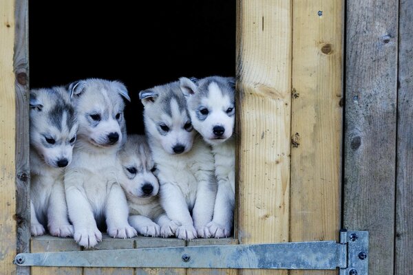 Five puppies of a mammalian husky dog