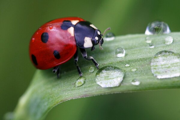 Mariquita en gotas de rocío