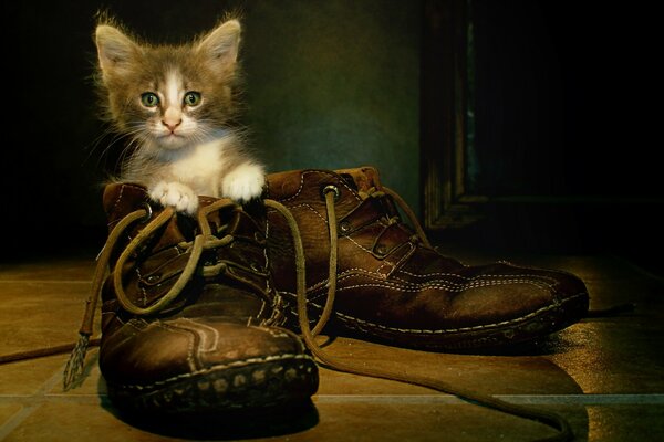 A little kitten is sitting in an old shoe