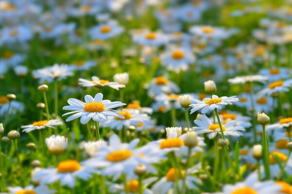 Field daisies, summer nature