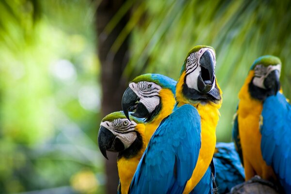 Perroquets Ara habitants des tropiques