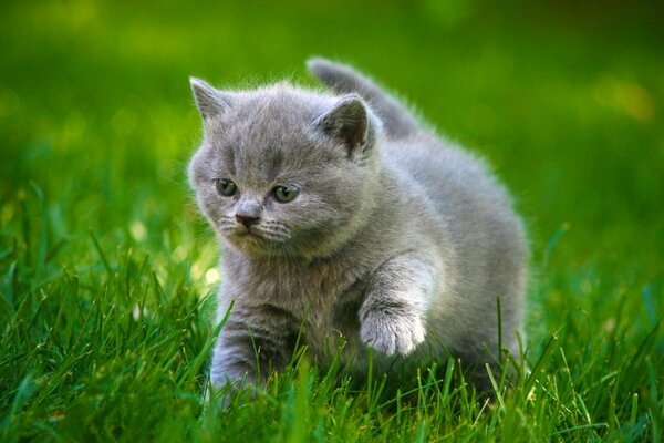 灰色的小猫在草丛中抬起爪子