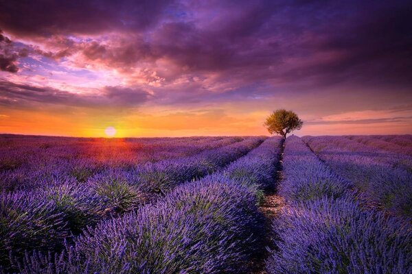 Sunrise over the flower field