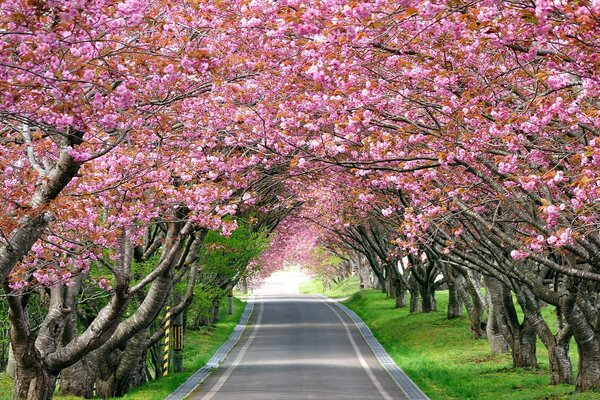 Alley of trees in the park