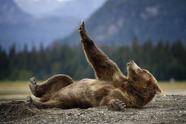 Orso che punta la zampa verso il cielo