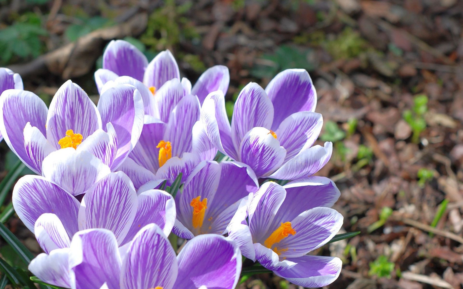 flowers nature flower flora garden floral leaf blooming petal summer color crocus season beautiful close-up bright growth outdoors park grass