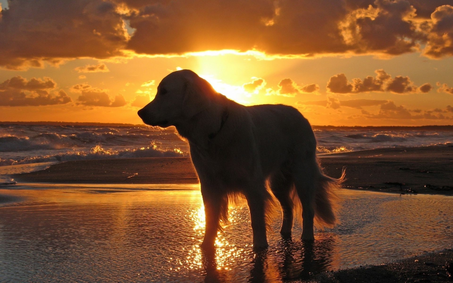 dogs sunset water beach dawn sun dusk sea evening ocean sky landscape