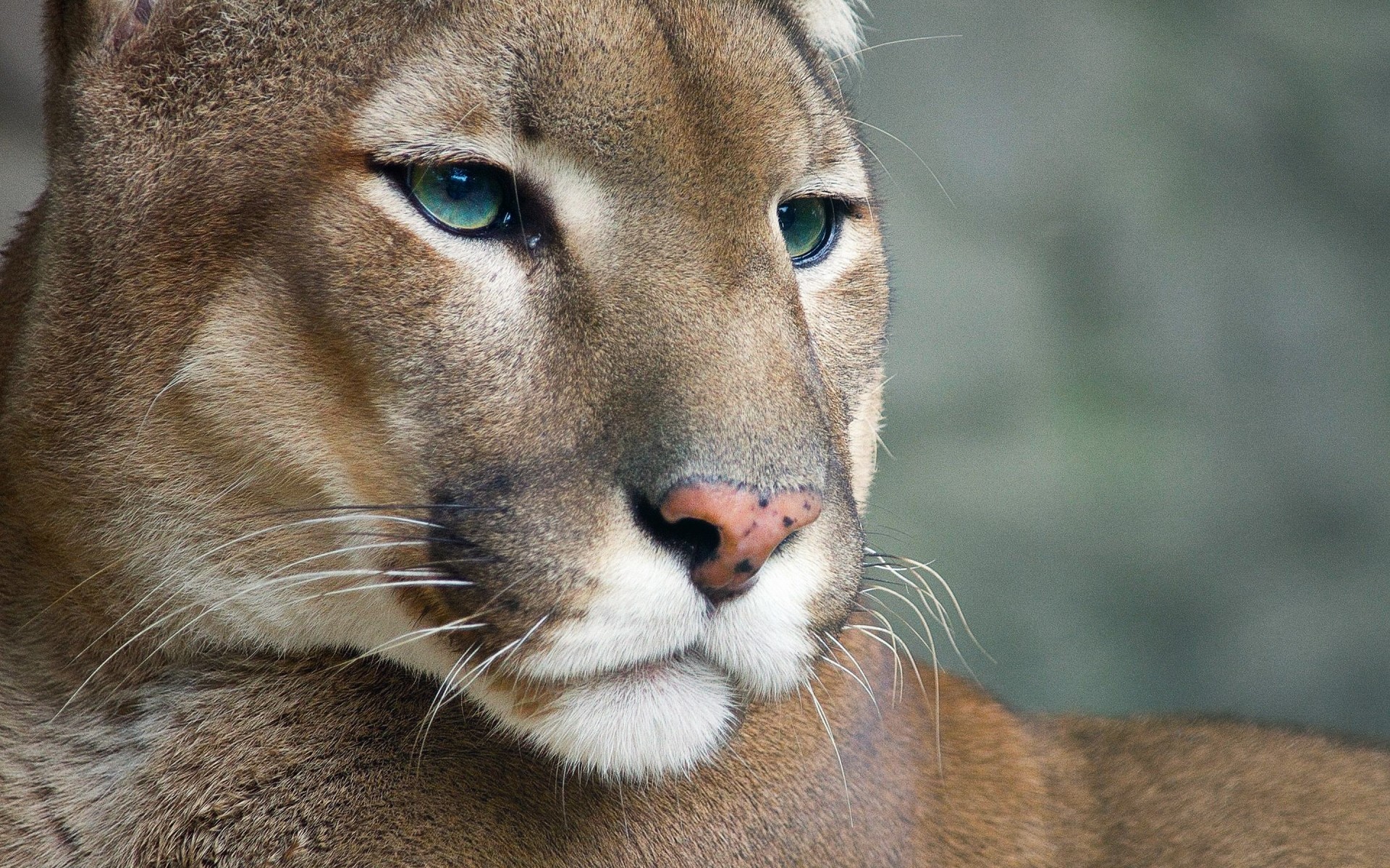 animaux chat faune mammifère zoo lion animal portrait prédateur oeil nature sauvage fourrure chasseur mignon puma puma