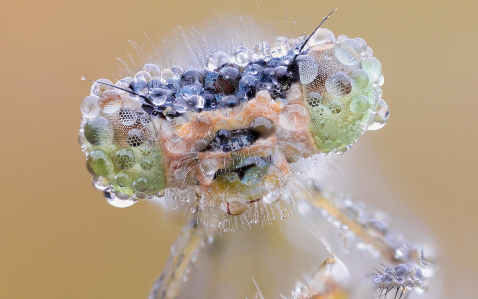 insectos naturaleza primer plano escritorio insecto flora flor poco volar macro gotas de agua