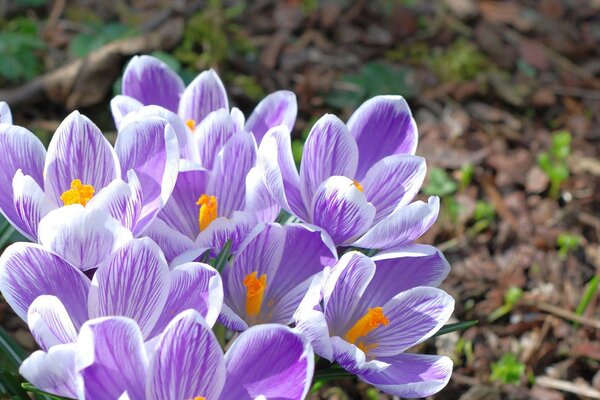 Beautiful spring lilac snowdrops