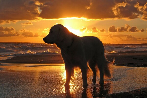 A dog stands in the water at sunset