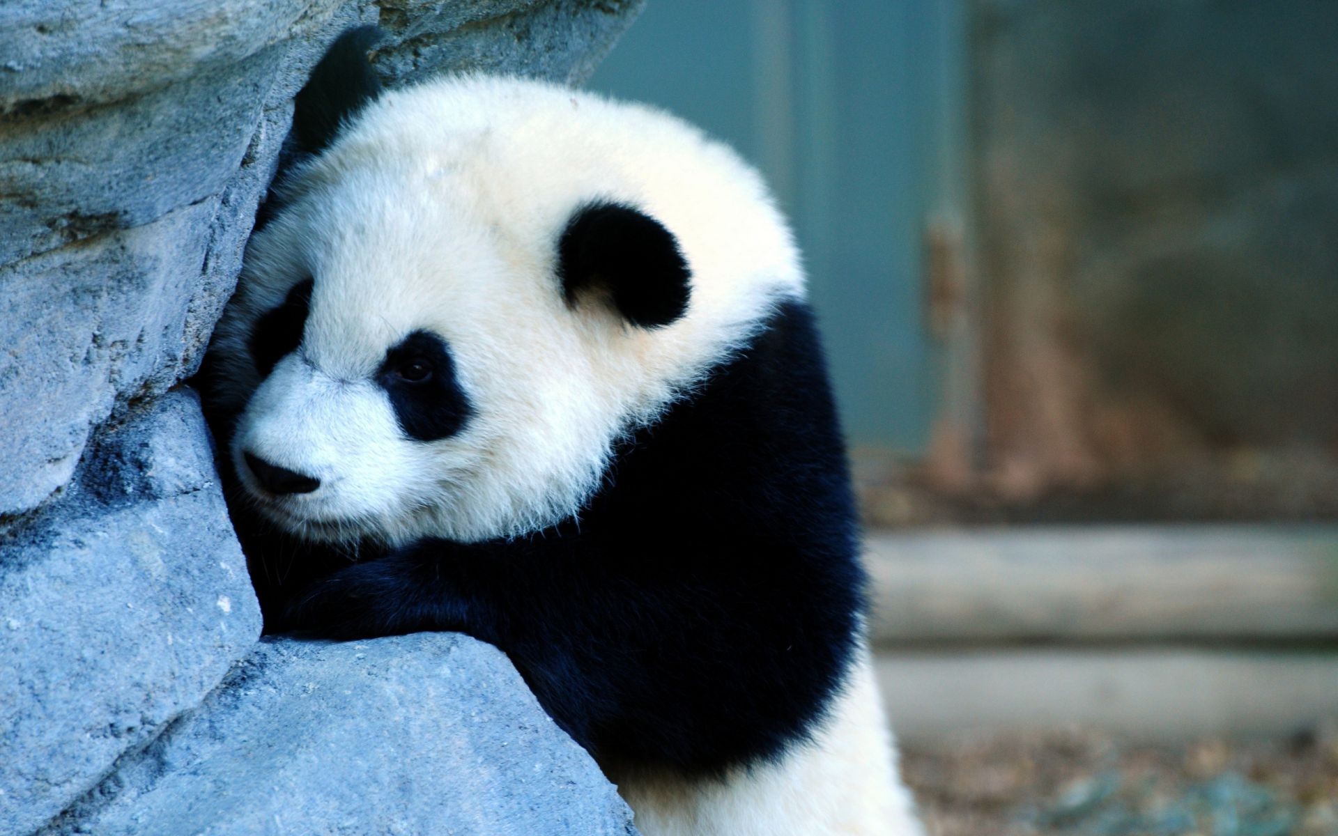 herbívoros mamífero vida selvagem jardim zoológico fofa natureza pele animal ao ar livre gelado panda sozinho retrato selvagem