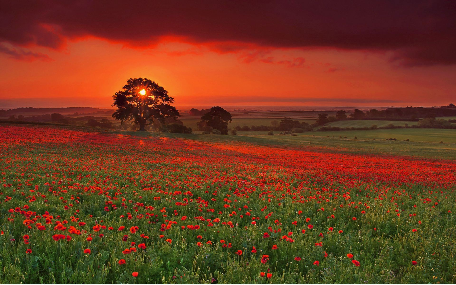 the sunset and sunrise poppy flower field landscape rural agriculture grassland countryside hayfield nature outdoors grass cropland sky sun farm summer dawn pasture