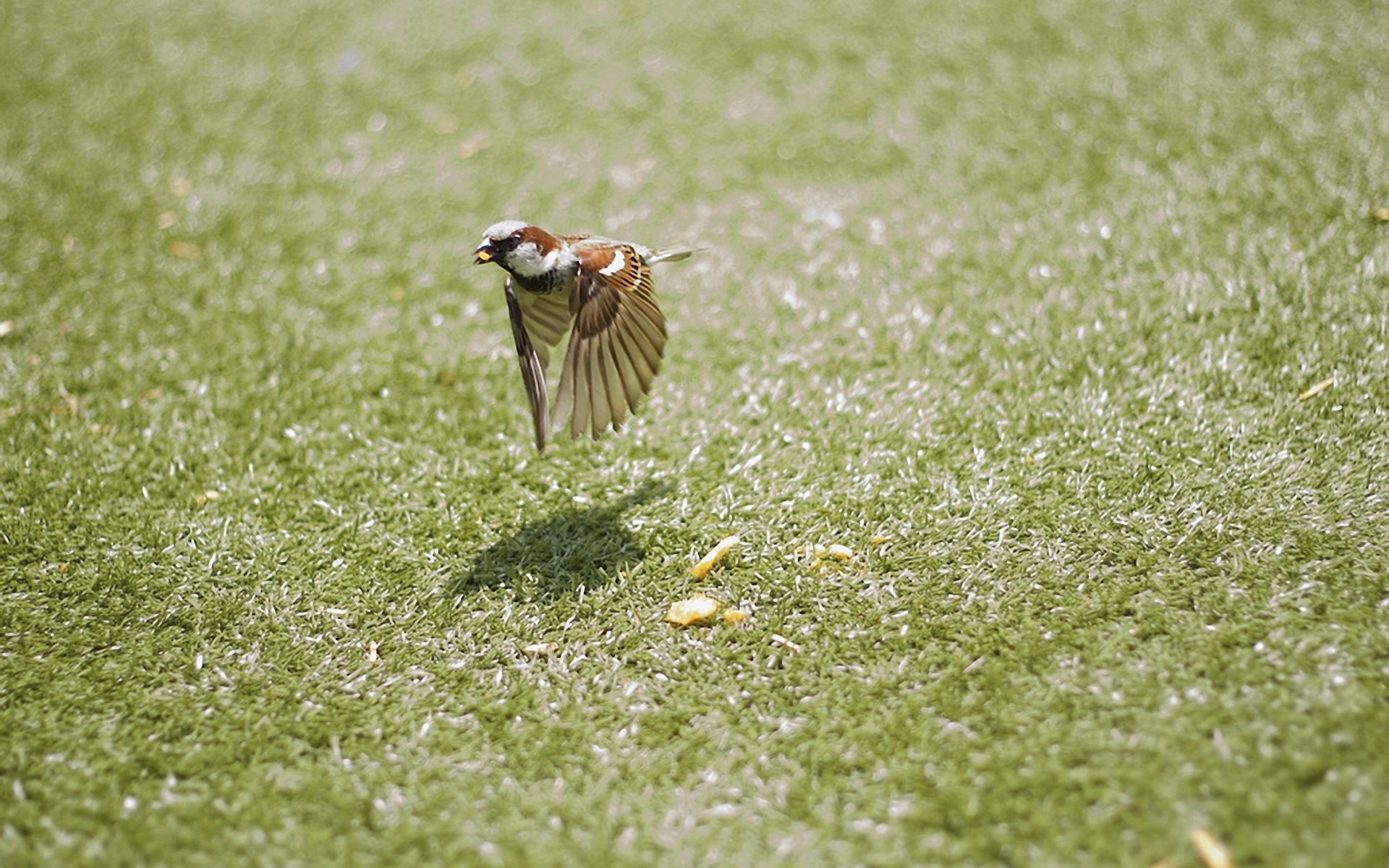 tiere natur tierwelt gras vogel im freien sommer tier wenig