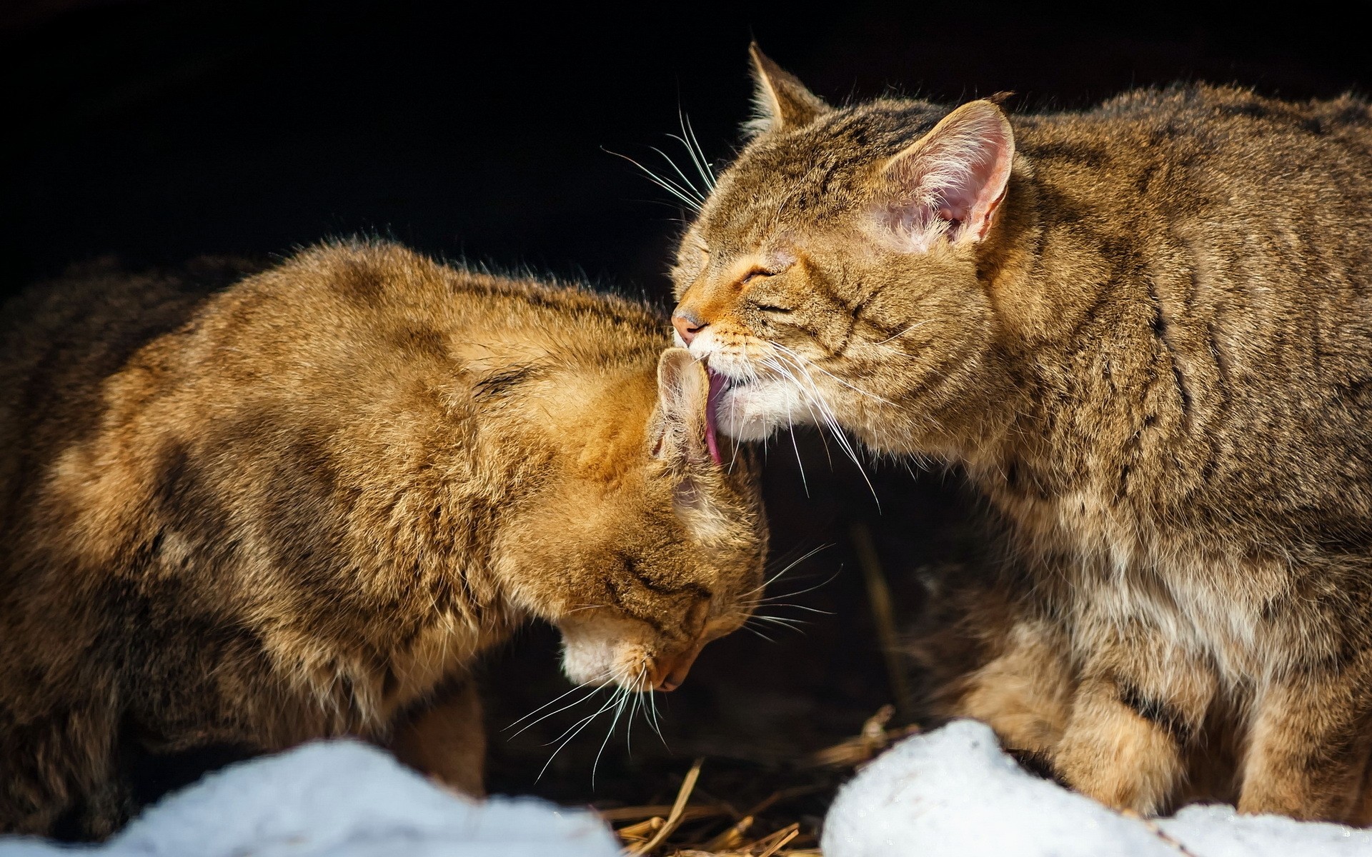 chats chat mammifère animal fourrure mignon portrait la faune la nature chaton oeil prédateur animal kitty amour drôlement