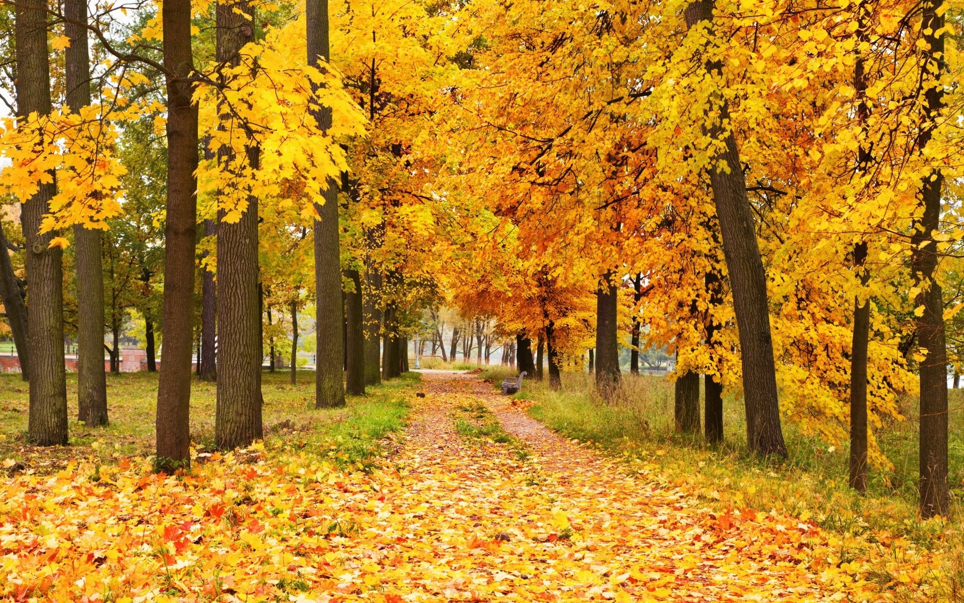 秋 秋 叶 枫 树 木 季节 公园 自然 风景 景观 日光 黄金 户外 变化 指南 道路 好天气 路径 小巷 森林