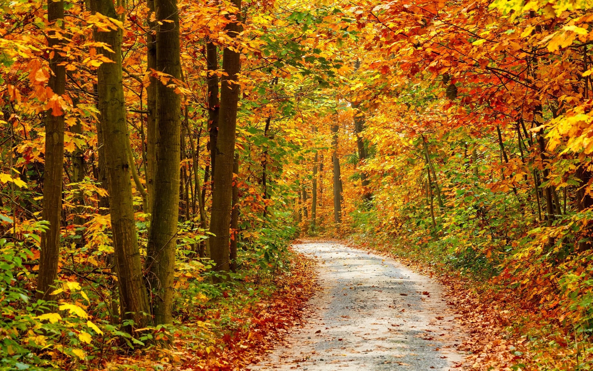 otoño otoño hoja madera arce naturaleza árbol parque temporada paisaje escénico al aire libre guía exuberante brillante carretera paisaje haya buen tiempo oro bosque