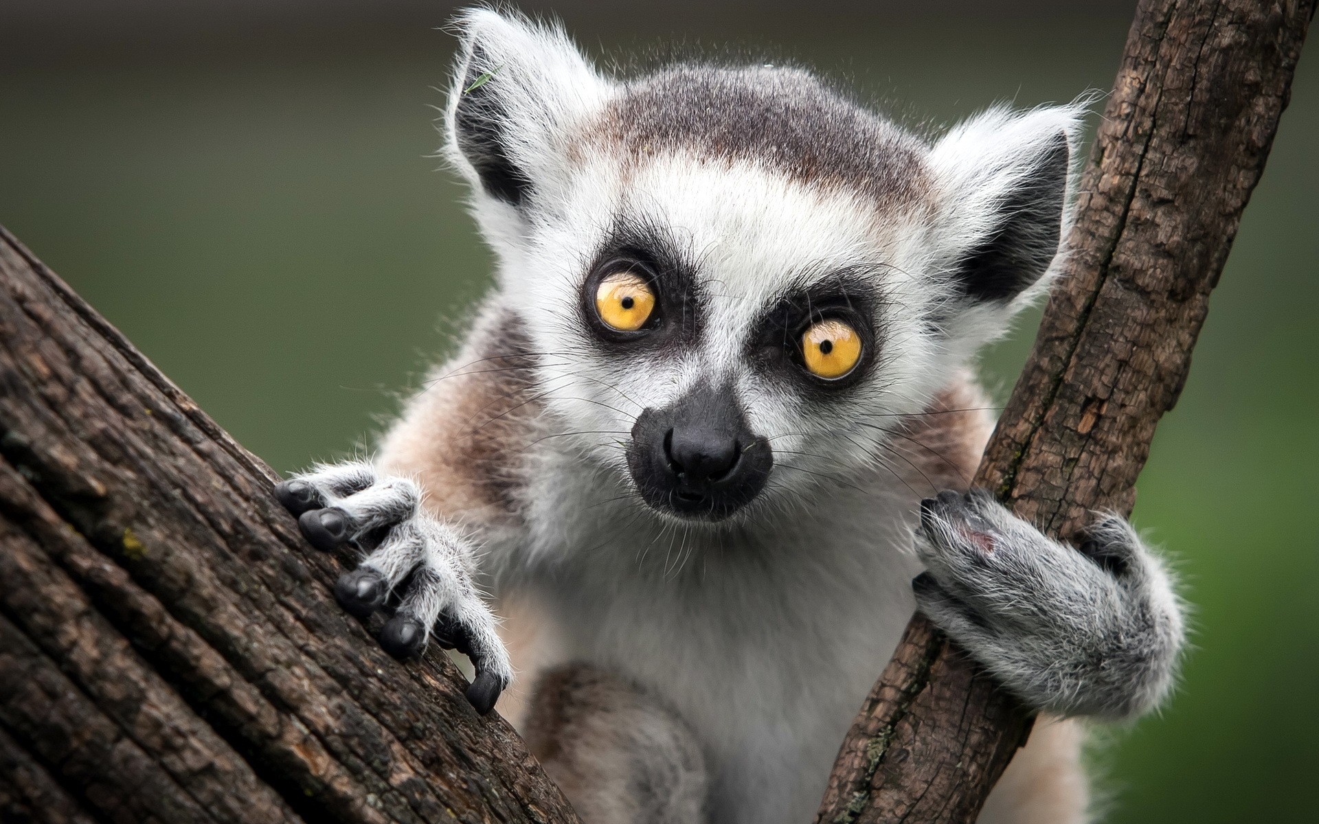 animais vida selvagem natureza animal mamífero fofa selvagem primaz retrato madeira jardim zoológico pele árvore macaco lêmure