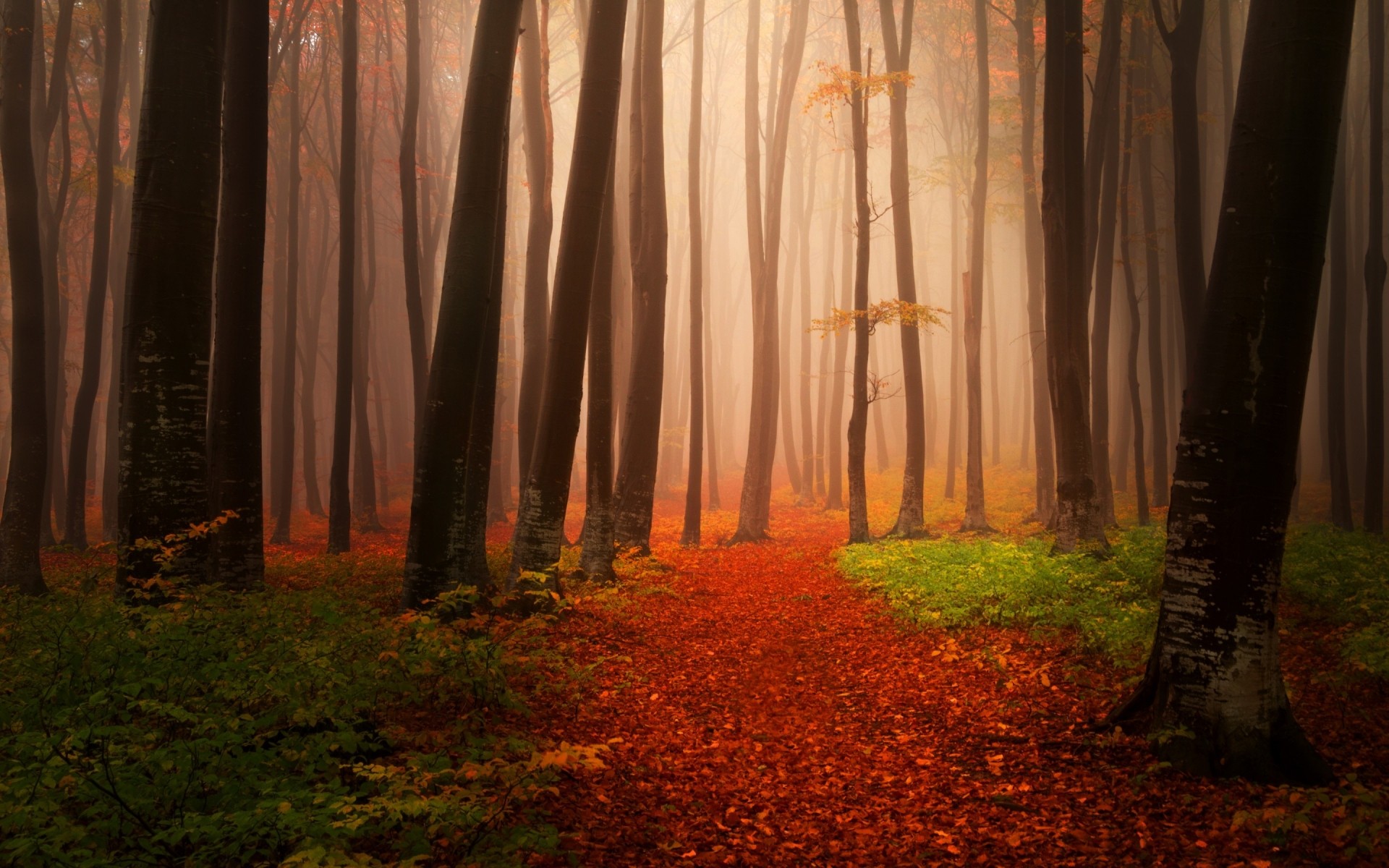 paysage bois arbre automne nature paysage aube brouillard brouillard parc feuille lumière soleil beau temps mystère à l extérieur forêt feuilles