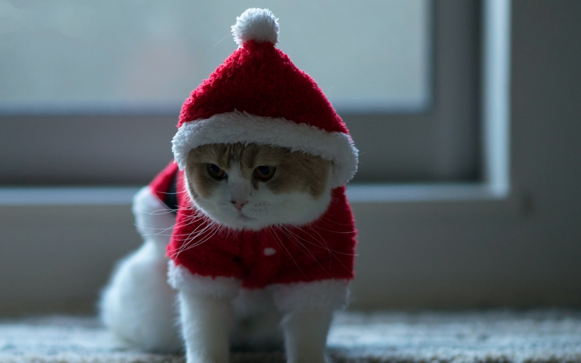 katzen winter weihnachten schnee fell kind ein deckel kalt niedlich porträt frost kitty herrlich