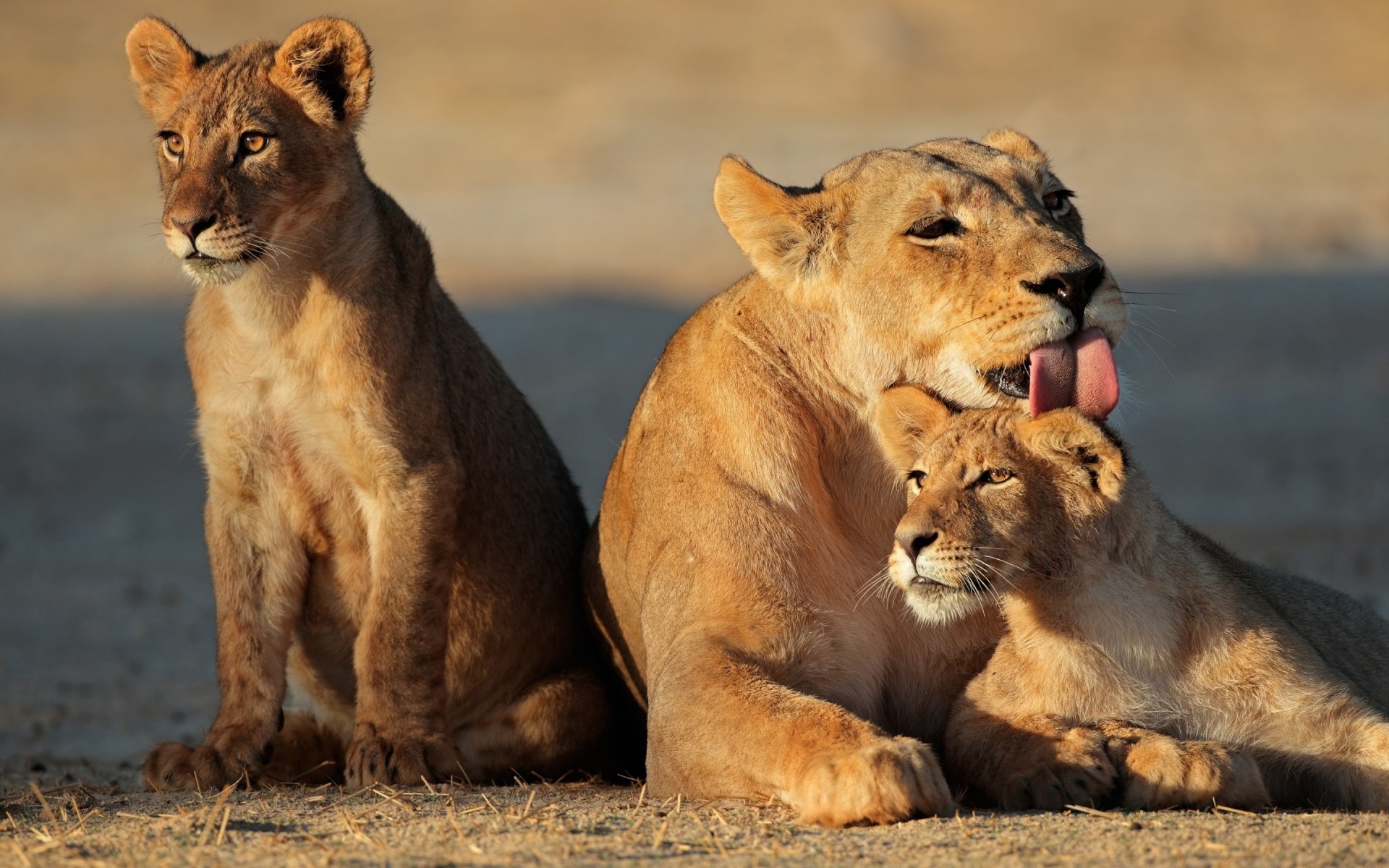 animais leão gato mamífero vida selvagem leoa safari predador animal comedor de carne selvagem lobo natureza gato grande grande caçador reserva retrato selva leões