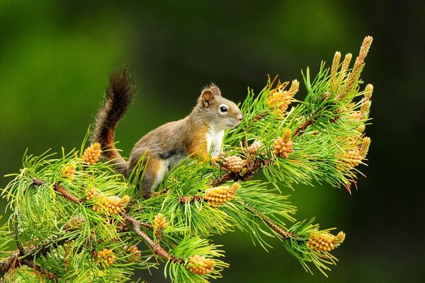 Wiewiórka na wolności siedząca na krawędzi gałęzi
