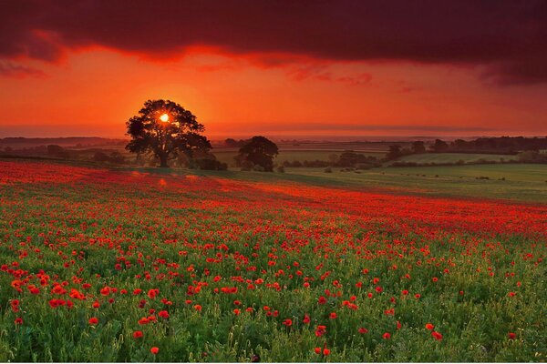 Hermoso árbol al atardecer