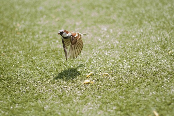 Comment les oiseaux ont fière allure