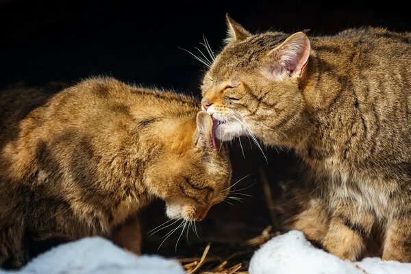 Dickie the cat licks the cat s fur