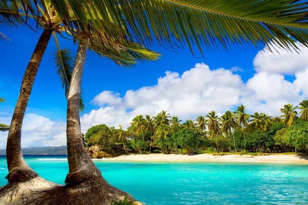 Inviting tropical beach and palm trees