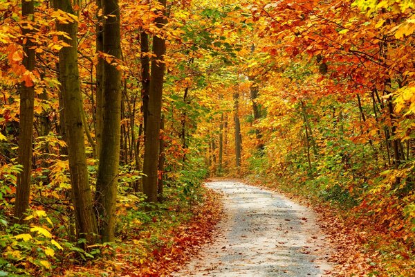 Camino que va al bosque de otoño