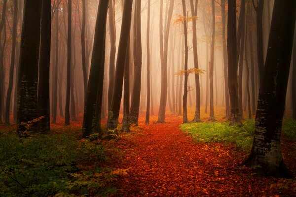 Matin calme dans la forêt d automne