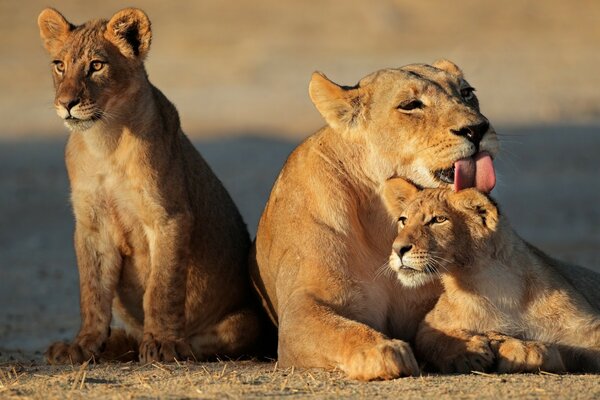 Famille de lions à l état sauvage