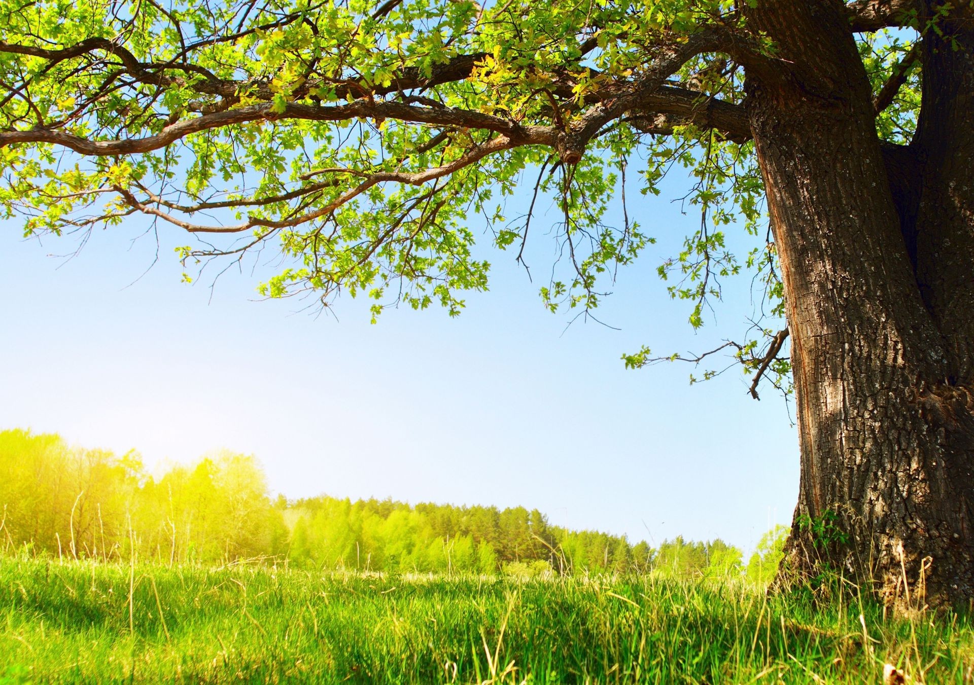 arbres paysage nature bois bois soleil été herbe beau temps feuille rural aube campagne croissance à l extérieur saison champ environnement pays scène