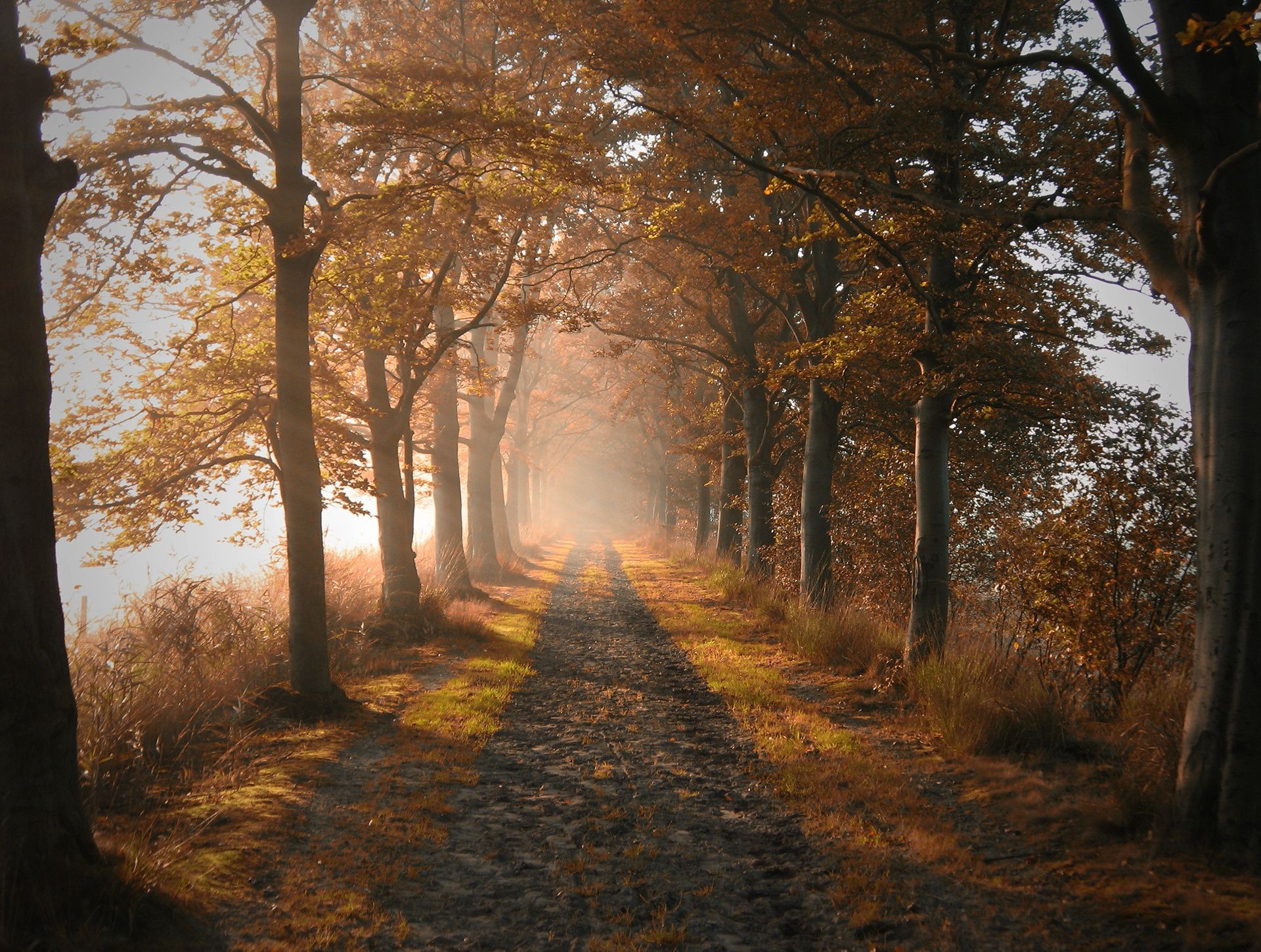 autunno albero autunno nebbia nebbia alba paesaggio legno luce foglia vicolo strada parco ombra guida mistero illuminato bel tempo all aperto natura