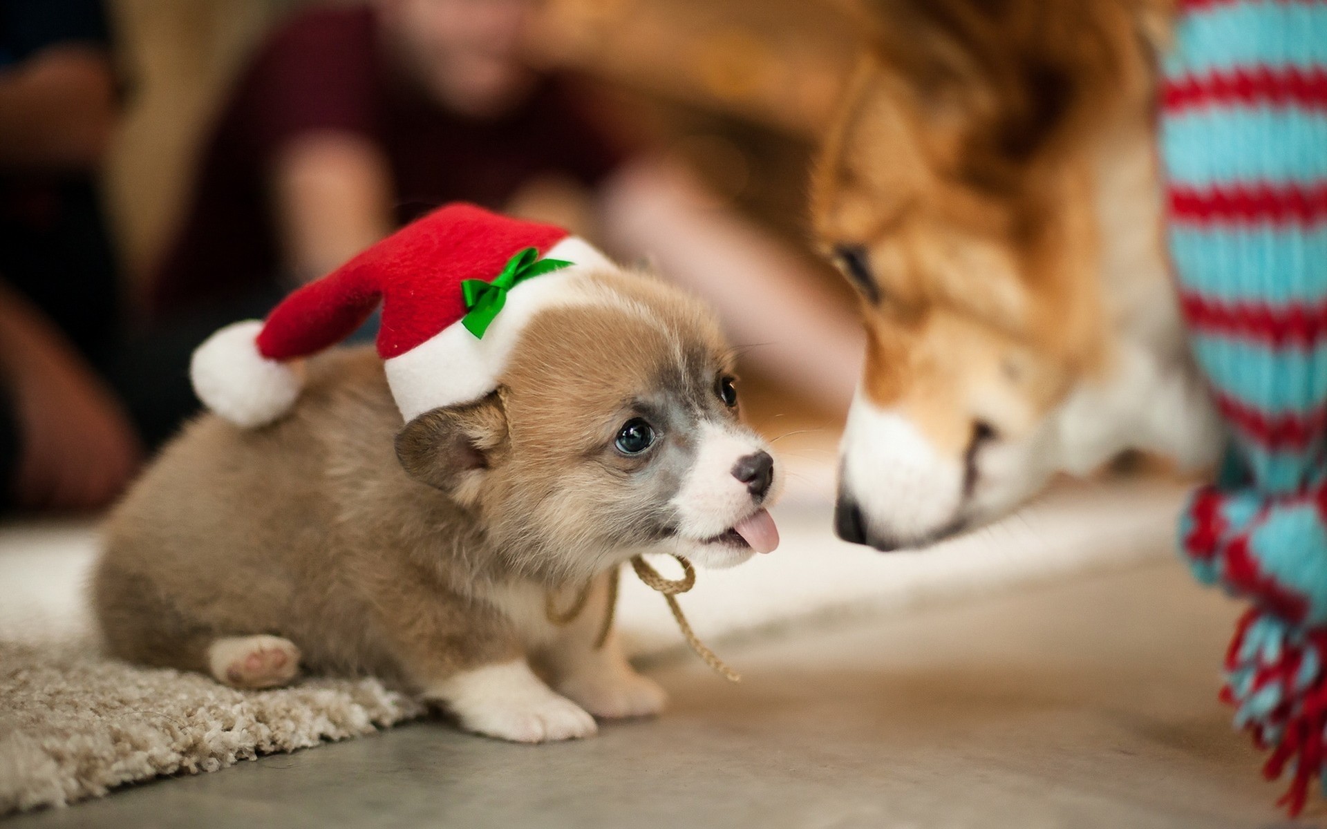 chien mignon petit chien mammifère pet chiot cynologue noël miniature s asseoir à l intérieur animal jouet portrait un drôlement amour