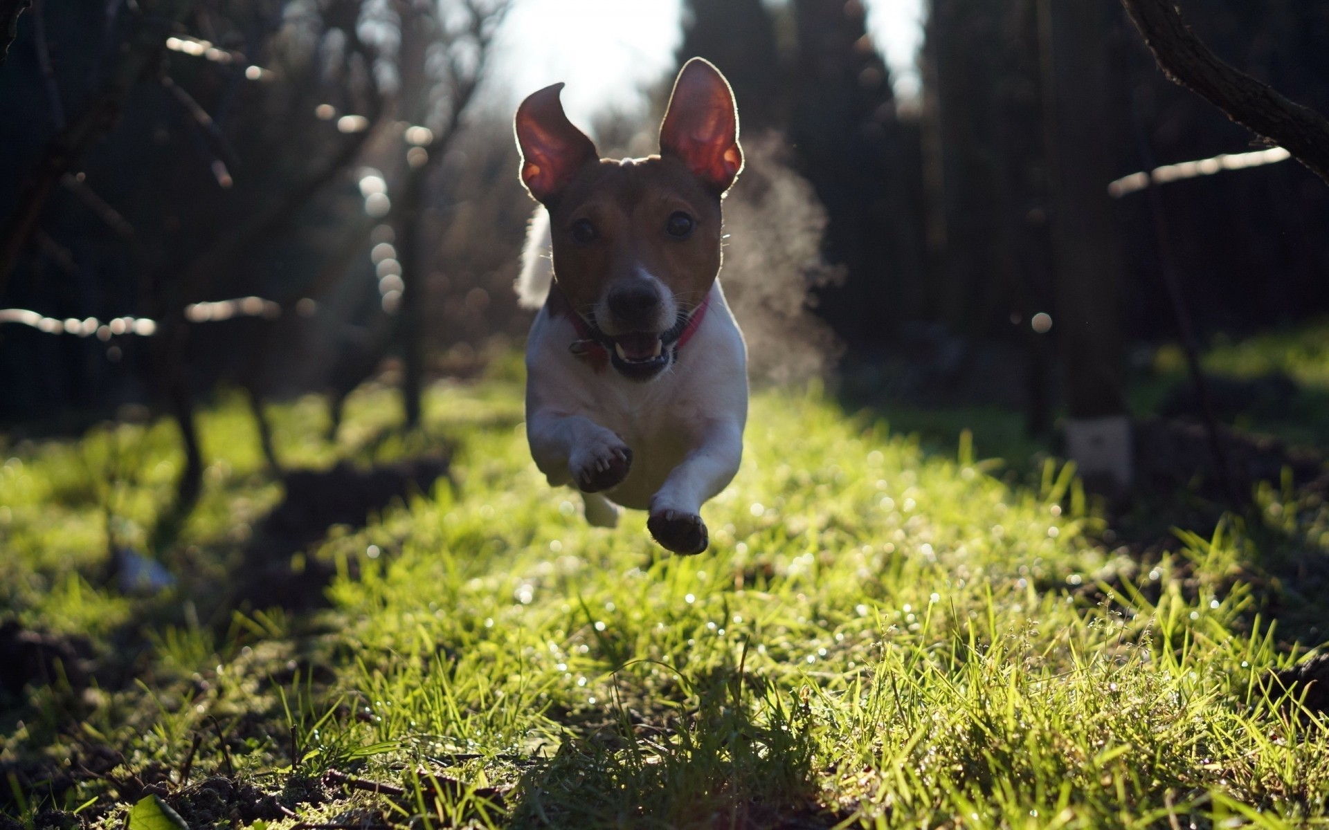 cães cão grama animal animal de estimação mamífero fofa cinegrafista ao ar livre natureza campo retrato filhote de cachorro feno verão pouco parque