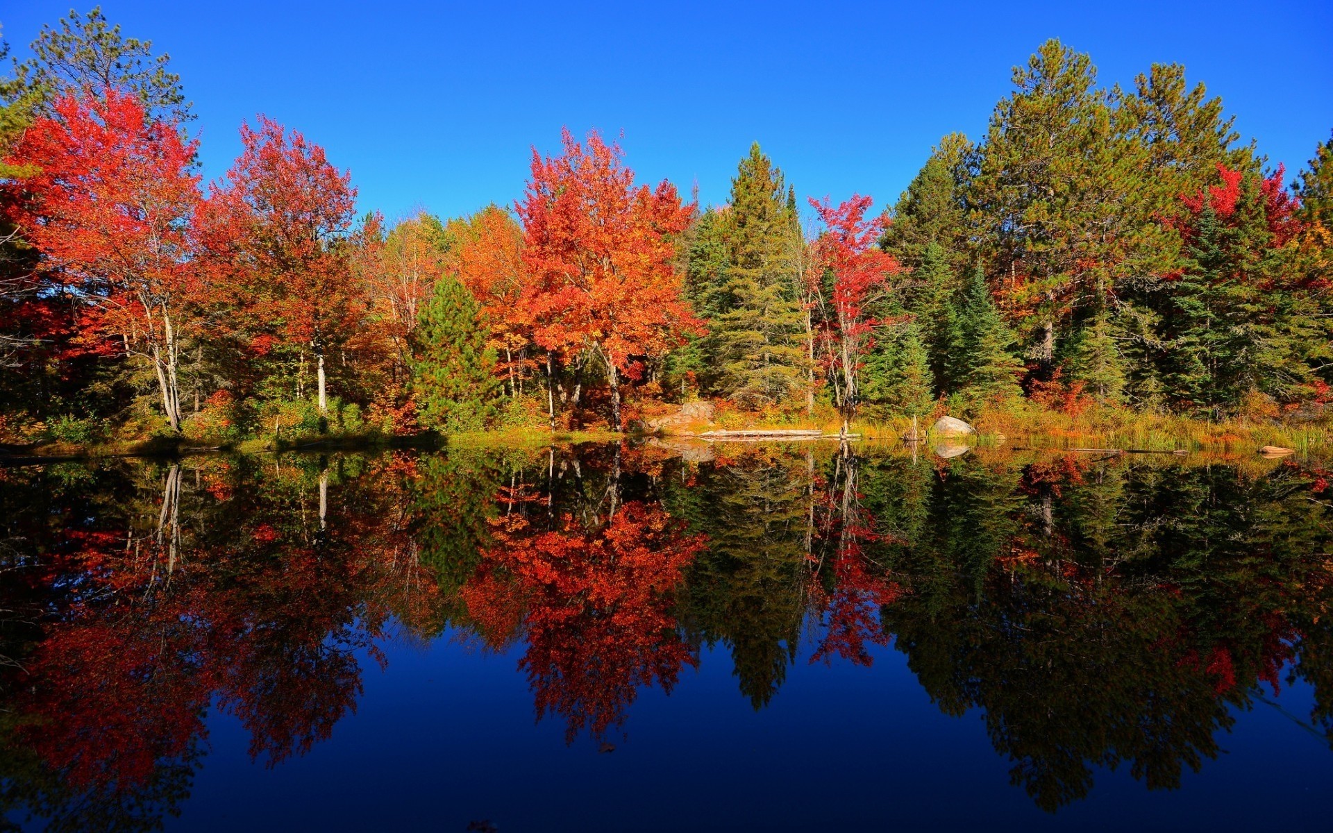 landscapes tree fall leaf wood season nature maple landscape color outdoors park bright branch lake scenic sky forest